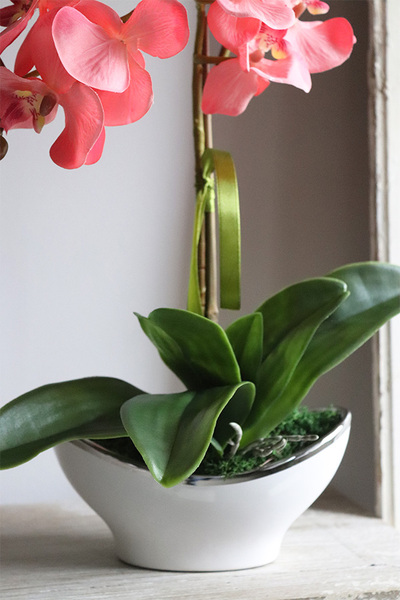 Belluna Morelli, różowy storczyk w stylowej donicy, wys.47cm