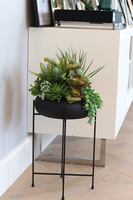 Aldara, kompozycja z sukulentami w donicy na stojaku, wys.64cm