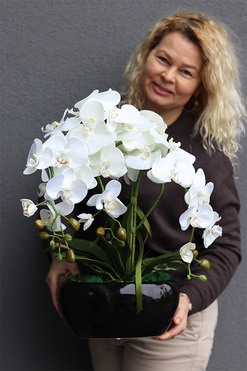 Black Kreolla, storczyk w czarnej donicy, wys.52cm