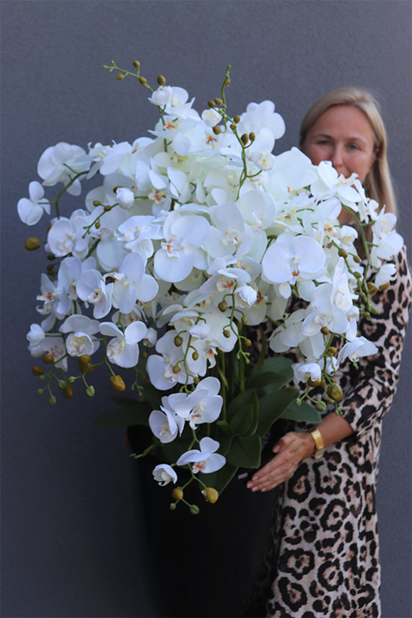 Black Fiberglass Fenice, storczyk w czarnej donicy