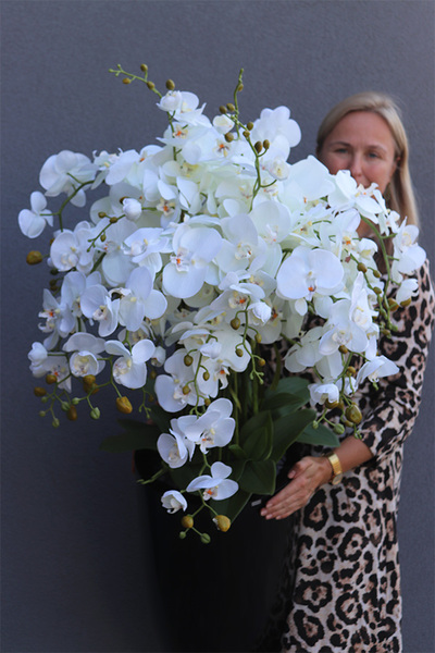 Black Fiberglass Fenice, storczyk w czarnej donicy