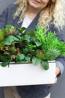 Anya Decory Sukulenty, zielona kompozycja w donicy