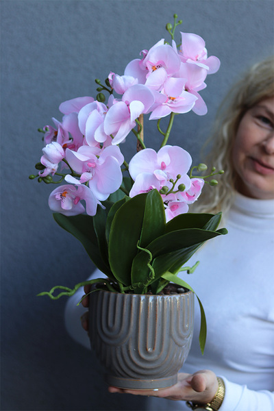 Hrena Pink, różowy storczyk w beżowej donicy