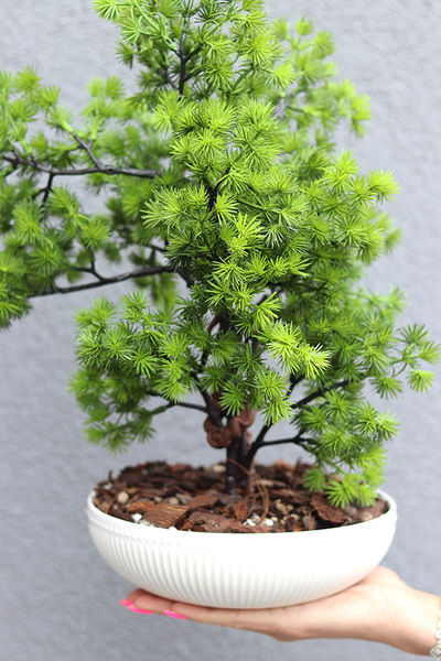 Bonsai Supreme, sztuczne drzewko w ceramicznej misie, wys.42cm