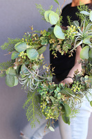 Eukalipto, zielony wianek na drzwi