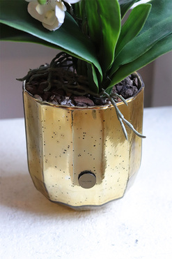 Gold Glass, storczyk w złotym naczyniu, wys.55cm