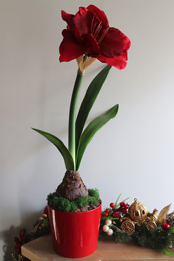 Amarylis simple, sztuczna roślina w doniczce, wys.64cm