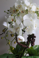 Turkusina Laos, elegancki storczyk w zielonej donicy glamour