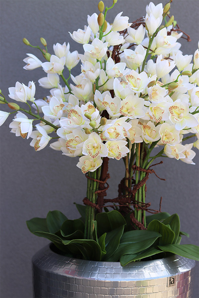 Cymbydium Silver Tower, duży storczyk w białej donicy