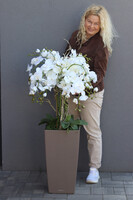 Cubico Mediolan, storczyk podłogowy w donicy