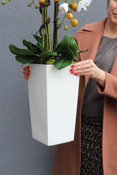 bardzo duży storczyk Emilie Grande Cremo w kremowej donicy, wys.105cm 