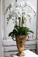 Lilly Gold, storczyk w złotym pucharze, wys.88cm 