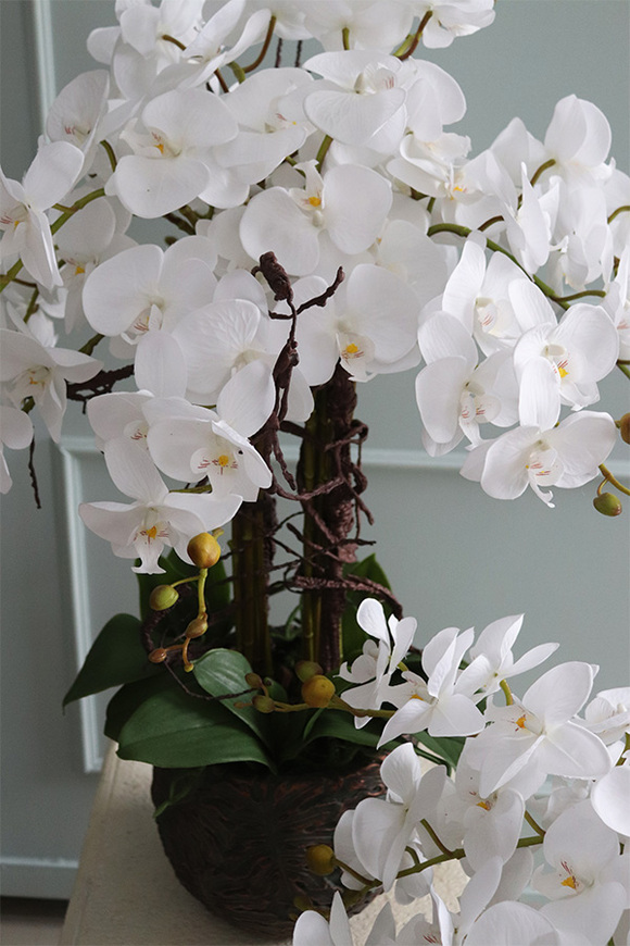 elegancki storczyk w donicy clayfibre, Monstera Premium, wys.80cm