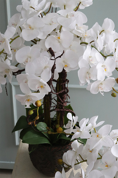 elegancki storczyk w donicy clayfibre, Monstera Premium, wys.80cm