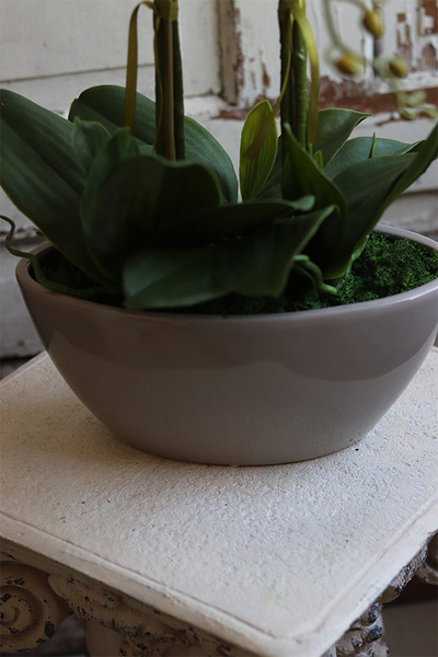 Delio Beigeno, elegancki storczyk w beżowej donicy, wys.51cm 