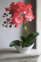 Belluna Morelli, różowy storczyk w stylowej donicy, wys.47cm