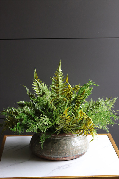 Tunila Verona, paproć w ozdobnej donicy