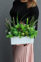 Freja, kompozycja sukulenty w białej donicy