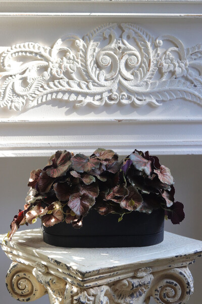 Begonia Asian Tundra, roślina doniczkowa w czarnej osłonce