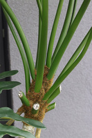Filodendron Pierzasty, wysokiej jakości sztuczna roślina