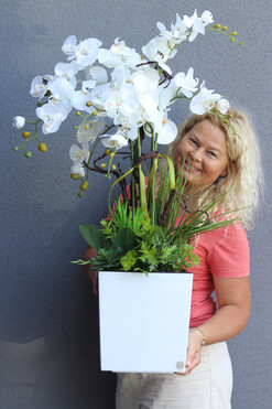 Mediolan Suculenti, storczyk w donicy z sukulentami, wys.90cm