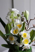  Narcyzolia kompozycja wiosenna z żonkilami