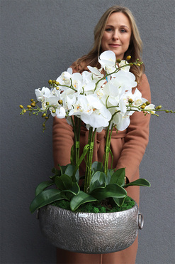 efektowny storczyk w metalowej misie, Ferrata Big 2, wys.72cm