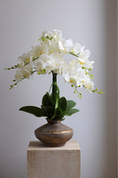 Eduardo Silica, biały storczyk w złotej donicy