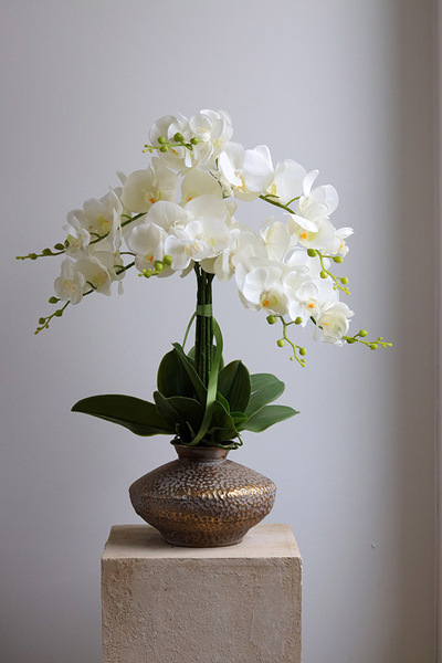 Eduardo Silica, biały storczyk w złotej donicy