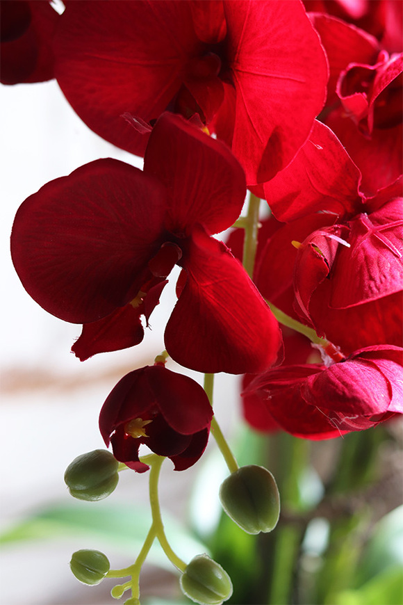 Red Fenice, karminowy storczyk w białej donicy