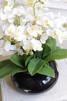 Bellana Black, storczyk w czarnej misie