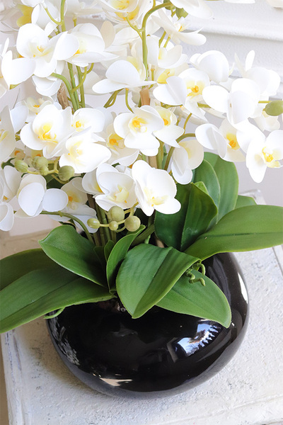 Bellana Black, storczyk w czarnej misie