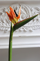 Strelicja Pomarańczowa, bukiet kwiatów do wazonu