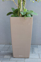 Cubico Mediolan, storczyk podłogowy w donicy