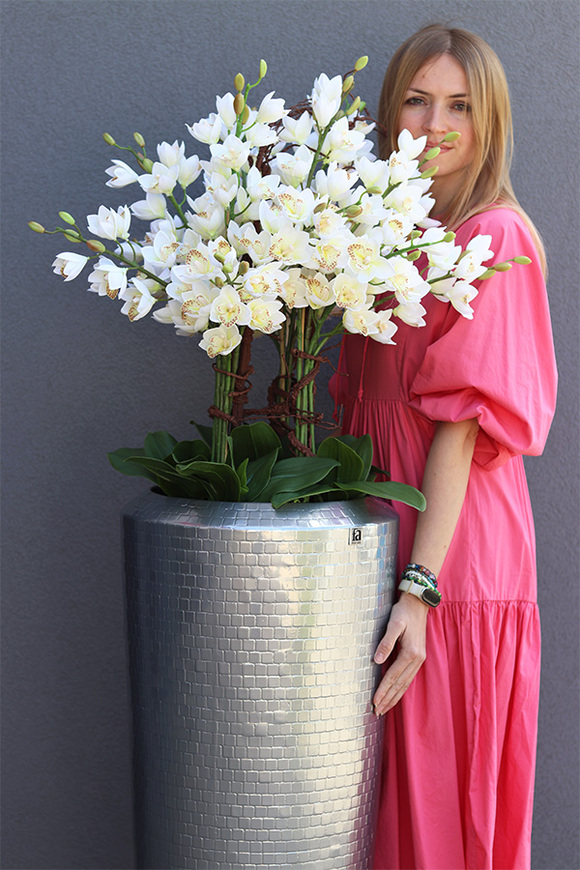 Cymbydium Silver Tower, duży storczyk w białej donicy