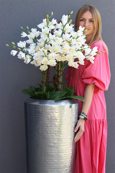 Cymbydium Silver Tower, duży storczyk w białej donicy