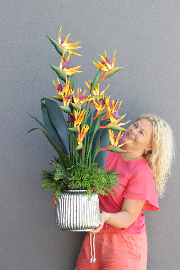 Strelicja Hilton Tallia, kompozycja w srebrnej donicy