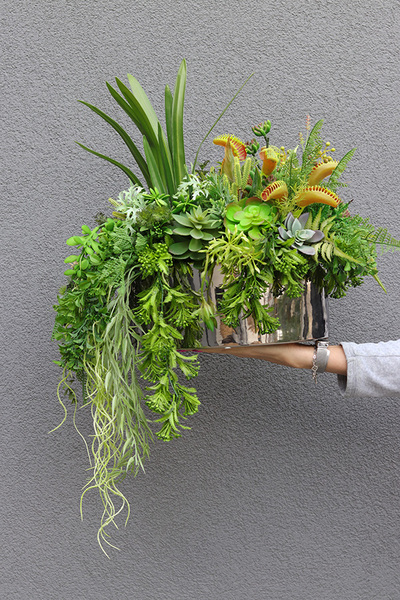 Greenede, kompozycja sukulenty w czarnej donicy, wys.40cm