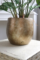 Peperomia Gold Hilton, roślina w ozdobnej donicy