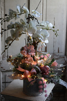 elegancki storczyk zimowy, Pudrovy Klimat, wys.66cm