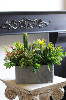 Green Neriata, sukulenty w prostokątnej donicy