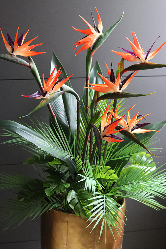 egzotyczna kompozycja, Strelicja Złota Bajka