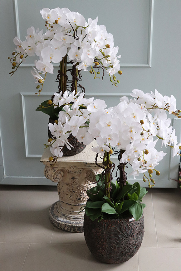 elegancki storczyk w donicy clayfibre, Monstera Premium, wys.80cm