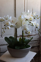 Delio Beigeno, elegancki storczyk w beżowej donicy, wys.51cm 