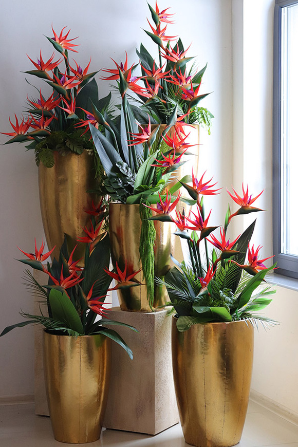 Strelicja Złota Bajka, egzotyczna kompozycja