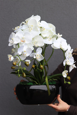 Black Kreolla, storczyk w czarnej donicy, wys.52cm