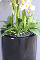 Black Fiberglass Fenice, storczyk w czarnej donicy