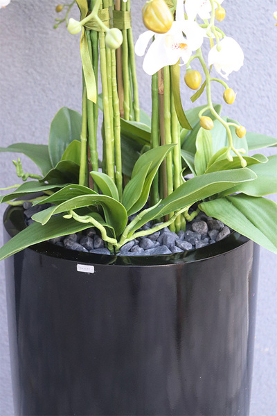 Black Fiberglass Fenice, storczyk w czarnej donicy