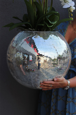 storczyk Explosion, Silver Ball, wys.105cm