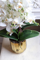 Gold Glass, storczyk w złotym naczyniu